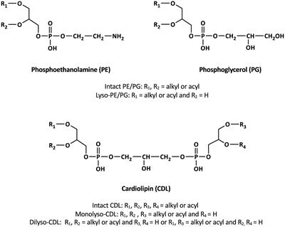 Mono- to tetra-alkyl ether cardiolipins in a mesophilic, sulfate-reducing bacterium identified by UHPLC-HRMSn: a novel class of membrane lipids